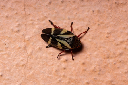 Adult Froghopper Insect of the species Deois flavopicta