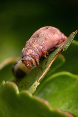 Caterpillar of the genus Spodoptera severely hurt
