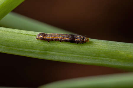 Caterpillar of the genus Spodoptera eating a Chives leaf of the species Allium schoenoprasum