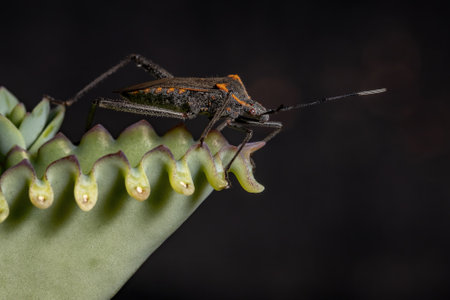 Adult Leaf-footed Bug of the species Phthiacnemia pictaの写真素材