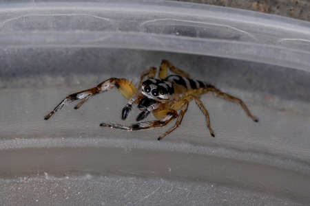 Jumping spider of the Genus Psecasの写真素材