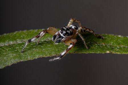 Jumping spider of the Genus Psecas