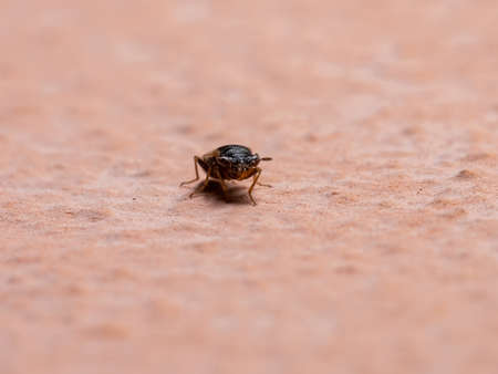 Adult Big-eyed Bug of the Family Geocoridae