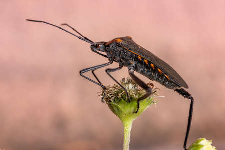 Adult Leaf-footed Bug of the species Phthiacnemia picta