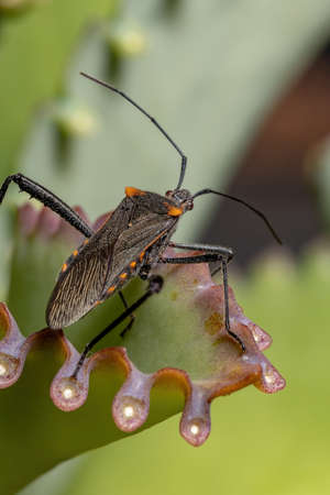 Adult Leaf-footed Bug of the species Phthiacnemia pictaの写真素材