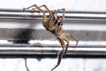 Male Pantropical Jumping Spider of the species Plexippus paykulli