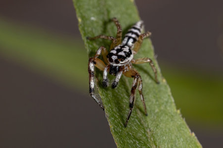 Jumping spider of the Genus Psecas