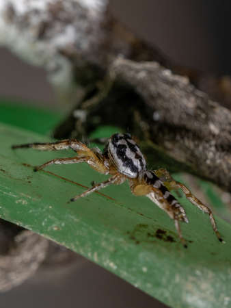Jumping spider of the Genus Psecas