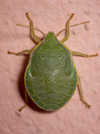 Stink Bug Nymph of the Genus Loxa