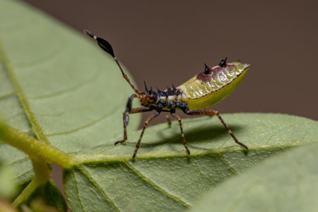 Leaf-footed Bug Nymph of the species Athaumastus haematicusの写真素材