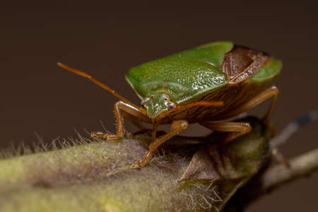 Adult Stink Bug of the species Edessa meditabundaの写真素材
