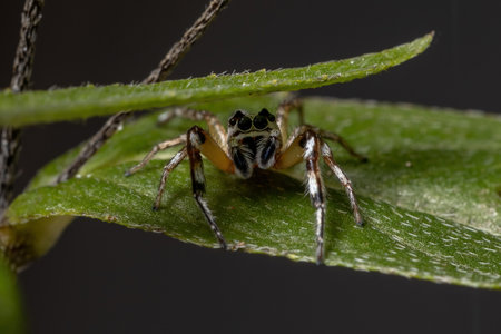 Jumping spider of the Genus Psecas