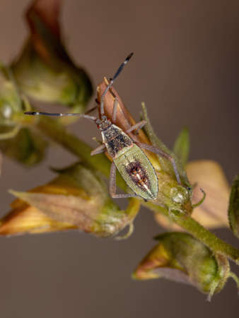 Leaf-footed Bug Nymph of the species Athaumastus haematicus