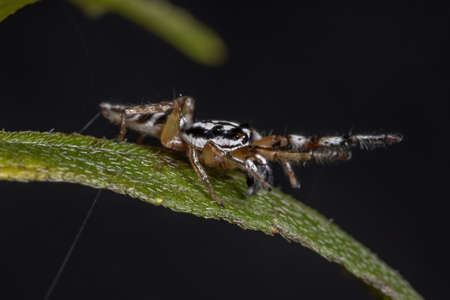 Jumping spider of the Genus Psecas