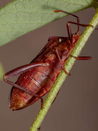 Adult Leaf-footed Bug of the species Athaumastus haematicus