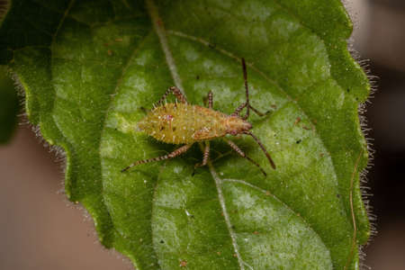 Pentatomomorph Bug nymph of the Infraorder Pentatomomorpha