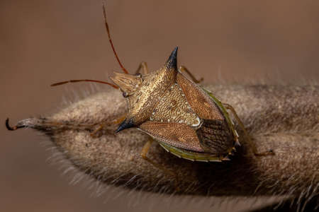 Green belly bug of the species Diceraeus melacanthus