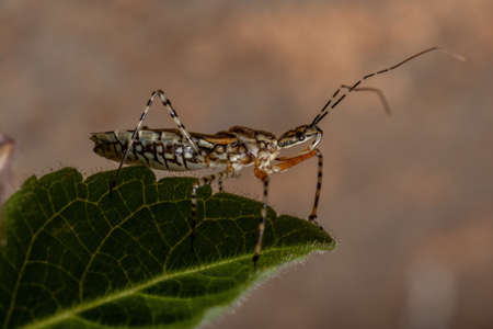 Adult Assassin Bug of the species Cosmoclopius nigroannulatusの写真素材