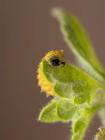 Flea Beetle Larvae of the species Omophoita argus
