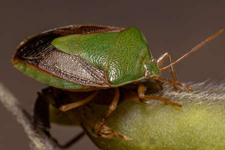 Adult Stink Bug of the species Edessa meditabunda
