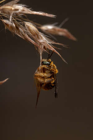Apine Bee of the Subfamily Apinae on a grassy flower