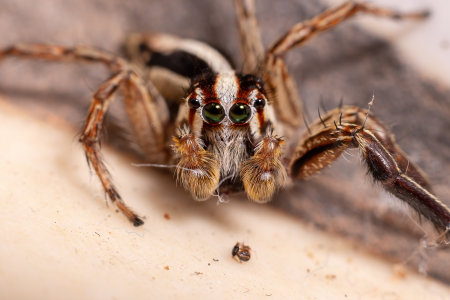 Male Pantropical Jumping Spider of the species Plexippus paykulliの写真素材