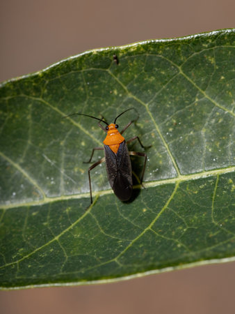 Adult Plant Bug of the Tribe Restheniniの写真素材