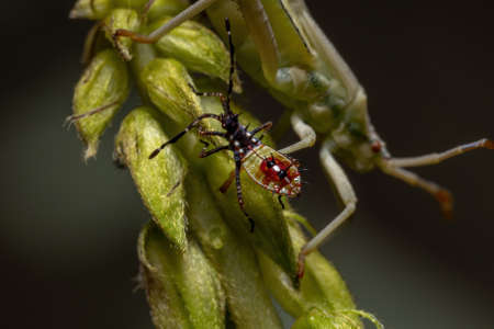 Leaf-footed Bug Nymph of the species Athaumastus haematicus