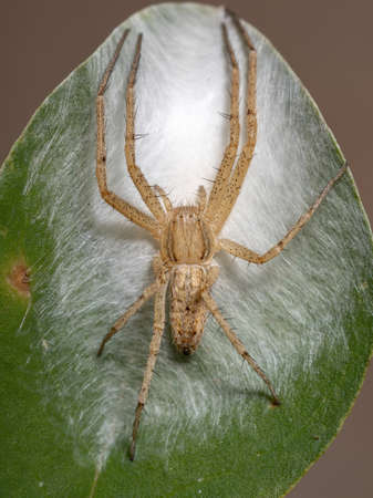 Running Crab Spider of the Family Philodromidae