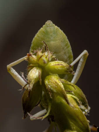 Leaf-footed Bug Nymph of the species Athaumastus haematicus