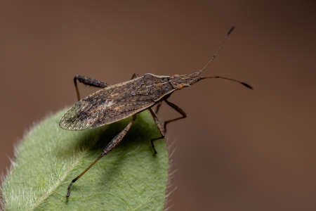 Adult Scentless Plant Bug of the Genus Harmostes