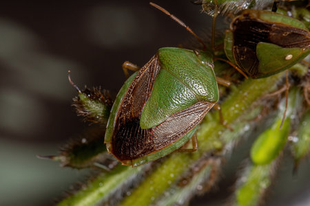 Adult Stink Bug of the species Edessa meditabunda