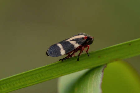 Adult Froghopper Insect of the species Deois flavopicta