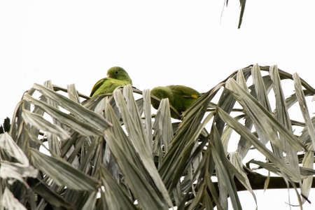Yellow chevroned Parakeet of the species Brotogeris chiriri