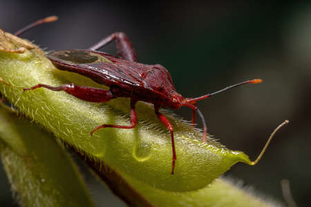 Adult Leaf-footed Bug of the species Athaumastus haematicus