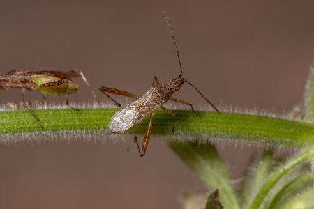 Scentless Plant Bug of the Family Rhopalidae