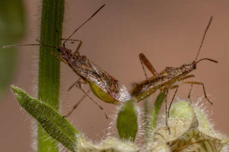 Scentless Plant Bug of the Family Rhopalidae