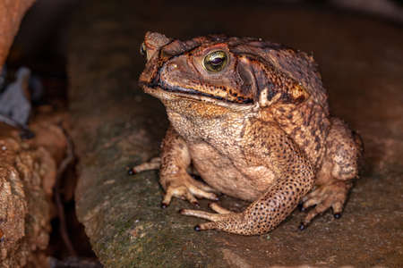 Adult Cururu Toad of the species Rhinella diptycha