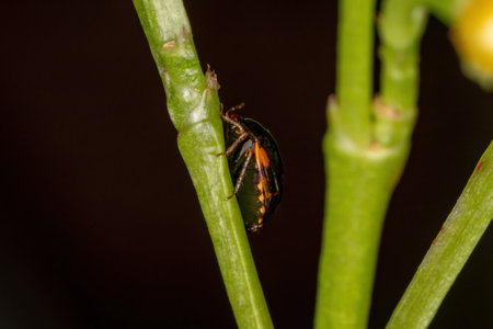 Adult Ebony Bug of the Genus Galgupha