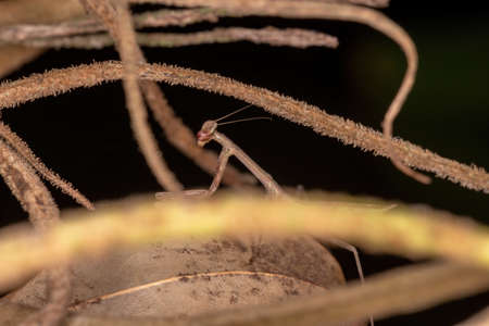 Brazilian Small Mantid of the Genus Oxyopsis