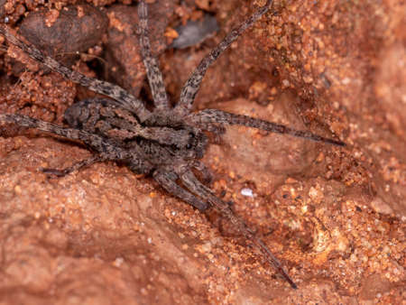 Small Wolf Spider of the Family Lycosidaeの写真素材