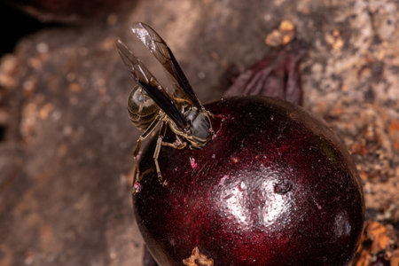 Adult Paper Wasp of the species Polybia ignobilis
