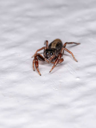 Small jumping spider of the species Modest Breda