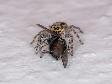 Gray Wall Jumping Spider of the species Menemerus bivittatus preying on a Greenbottle Fly Genus...