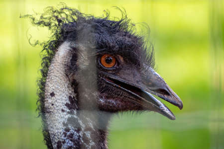 emu of the species Dromaius novaehollandiae, the second-largest living bird by heightの写真素材