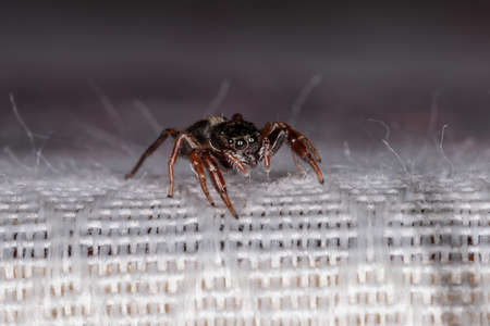 Small jumping spider of the species Modest Breda