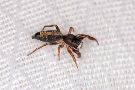 Small jumping spider of the species Modest Breda