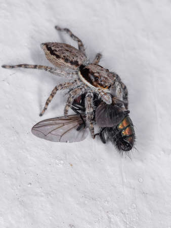 Gray Wall Jumping Spider of the species Menemerus bivittatus preying on a Greenbottle Fly Genus Luciliaの写真素材