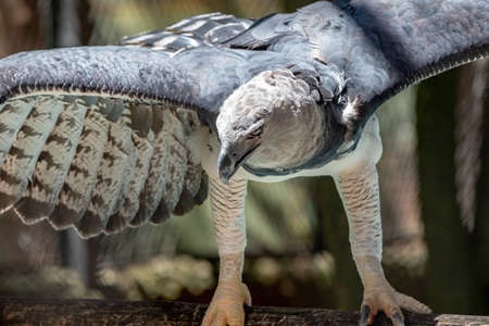 Harpy Eagle of the species Harpy harpyja