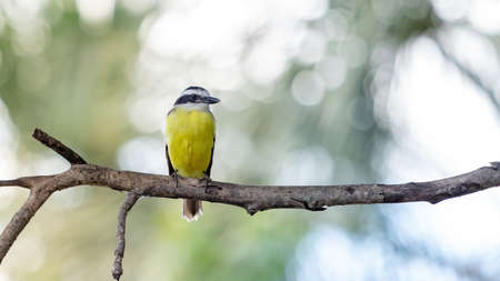 Great Kiskadee of the species Pitangus sulphuratusの写真素材